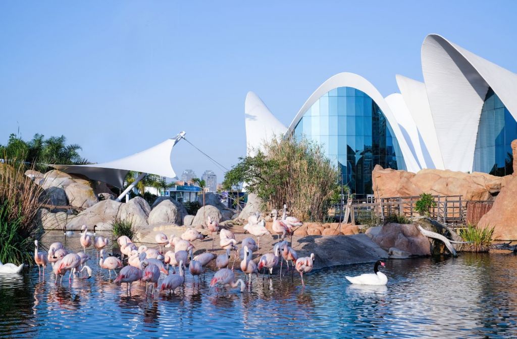  Oceanográfico de Valencia