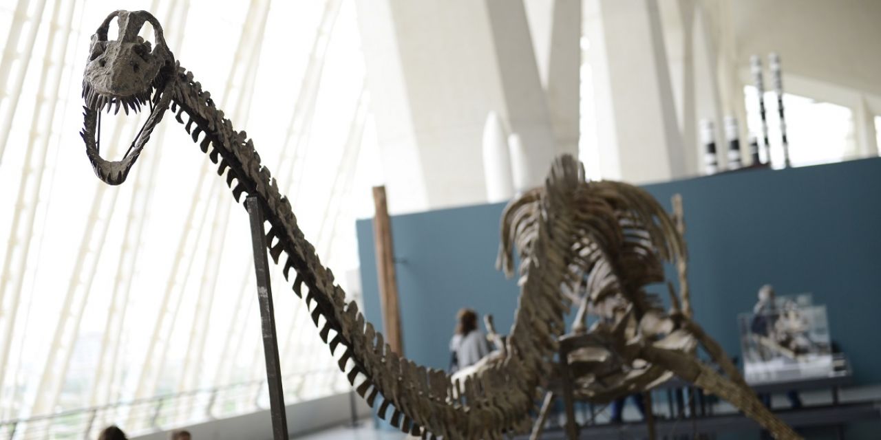  El 6 de enero la exposición “Els nostres dinosaures” finalizará su periodo de visita