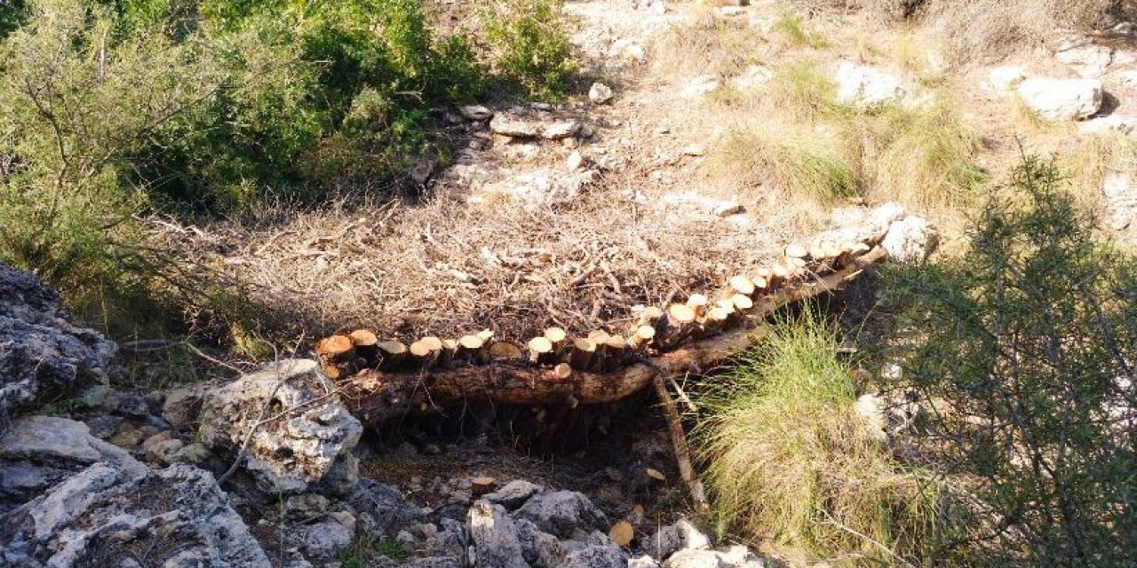  Santa Pola reforestará su Sierra y limpiará las zonas en mal estado