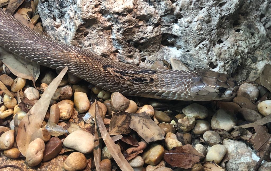  Dos cobras anteojos Terra Natura Benidorm 