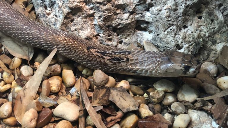 Dos cobras anteojos Terra Natura Benidorm 