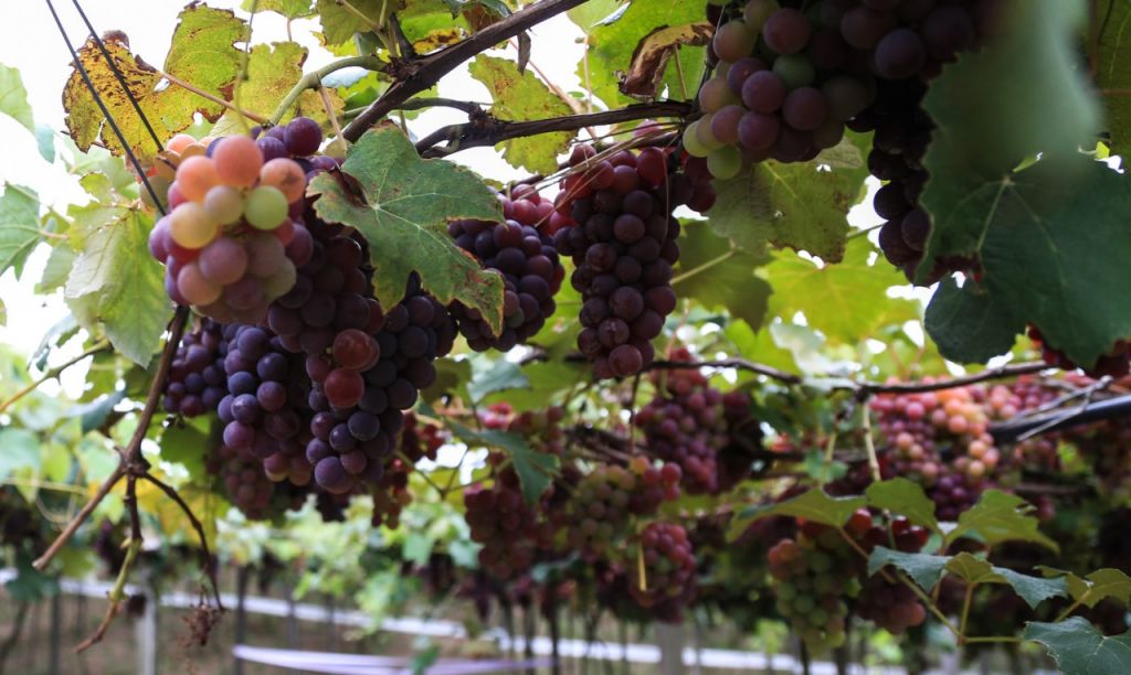  Se consolida 'La Ruta del Vino' como recurso turístico del interior de Castellón