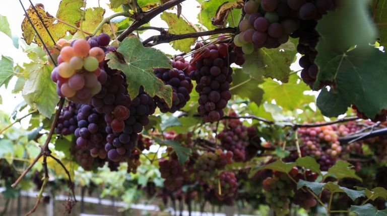 Se consolida 'La Ruta del Vino' como recurso turístico del interior de Castellón