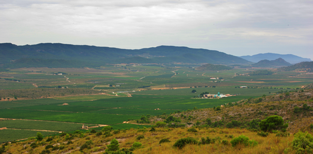  Recorrido entre viñas y olivares por Villena 