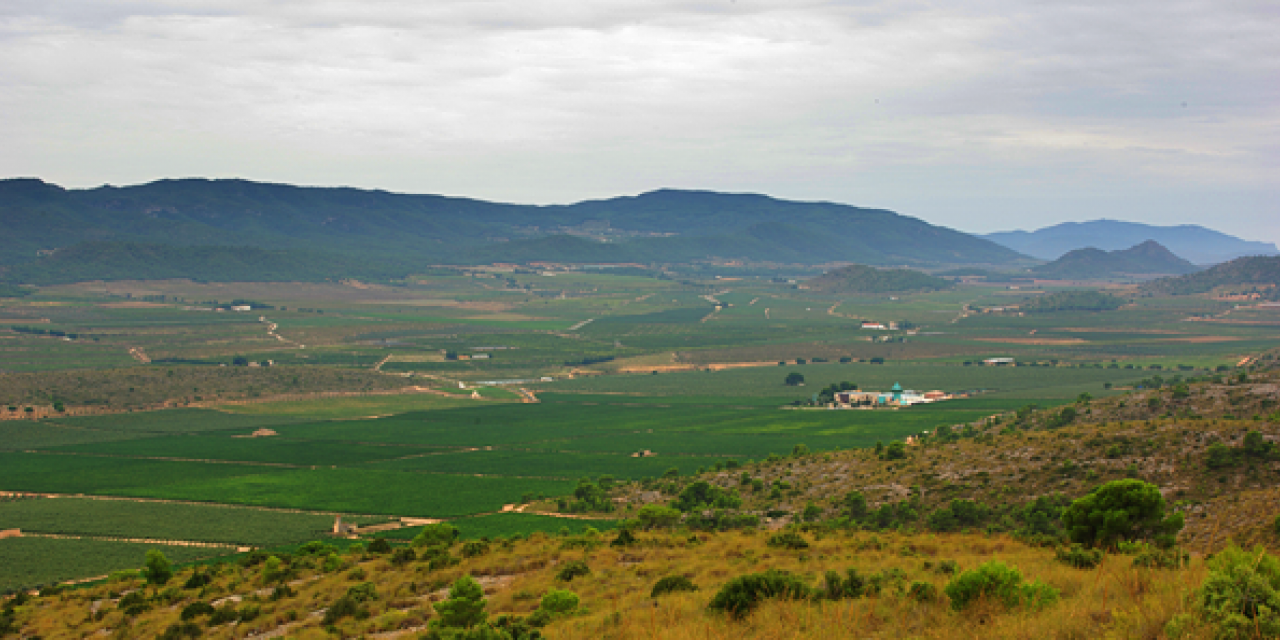  Recorrido entre viñas y olivares por Villena 