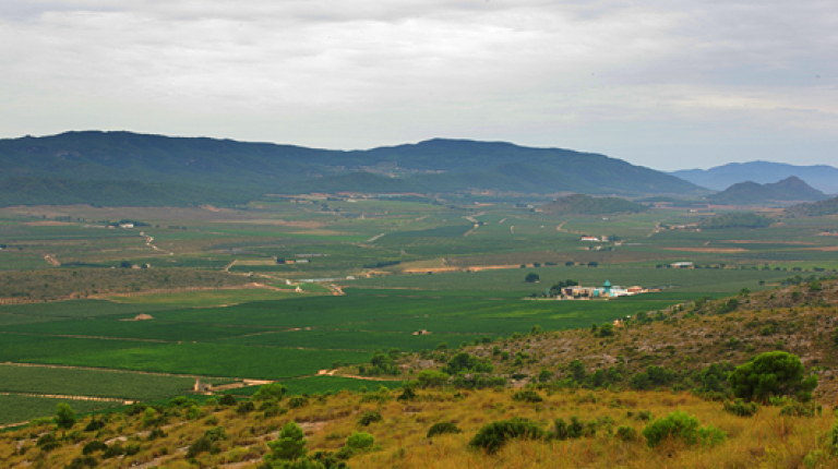 Recorrido entre viñas y olivares por Villena 