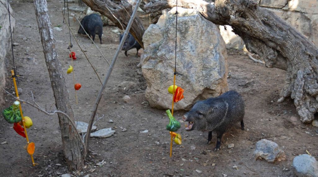  Terra Natura Benidorm fomenta la sociabilización de sus animales con actividades de enriquecimiento ambiental