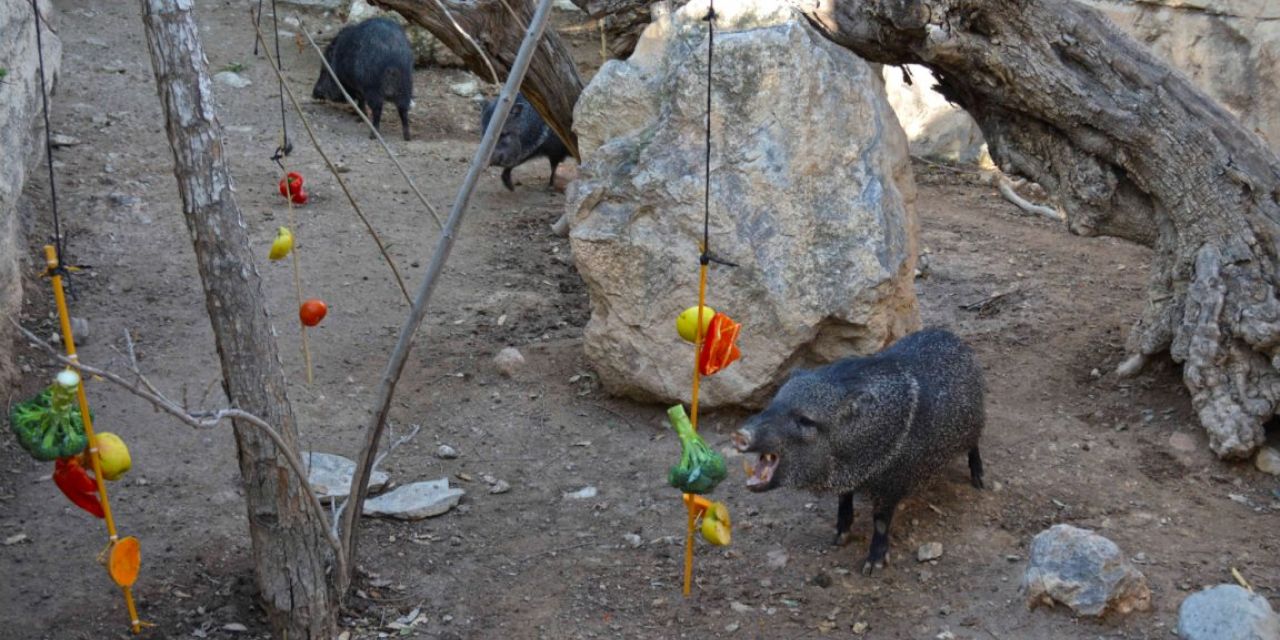  Terra Natura Benidorm fomenta la sociabilización de sus animales con actividades de enriquecimiento ambiental