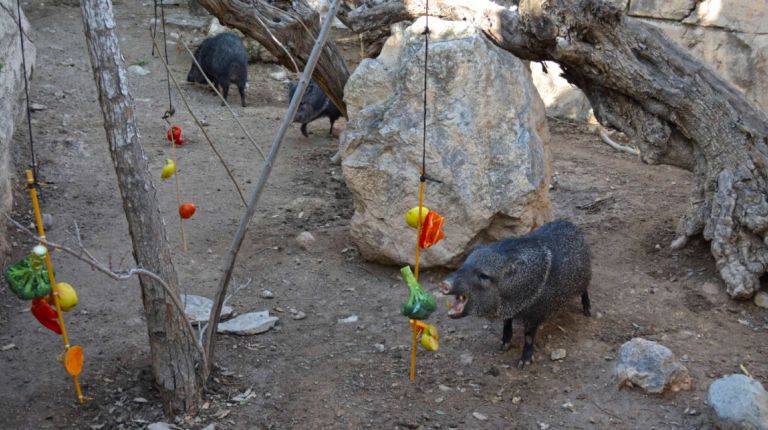 Terra Natura Benidorm fomenta la sociabilización de sus animales con actividades de enriquecimiento ambiental