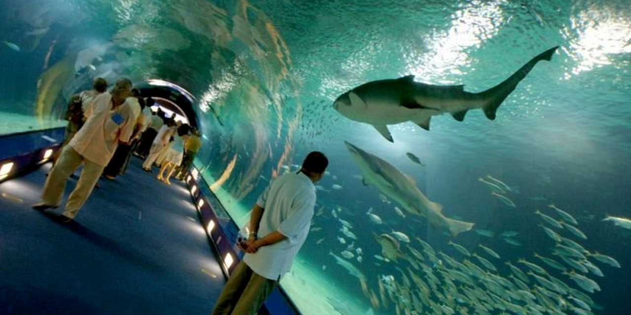  El Oceanogràfic, la mayor reserva de tiburones de Europa