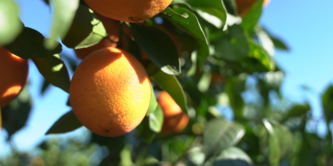  MERCADONA COMERCIALIZARÁ ESTE AÑO 131.000 TONELADAS DE NARANJA NACIONAL