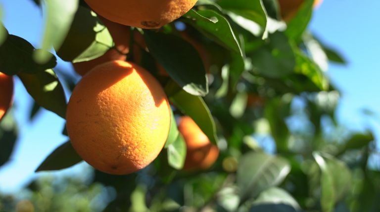 MERCADONA COMERCIALIZARÁ ESTE AÑO 131.000 TONELADAS DE NARANJA NACIONAL