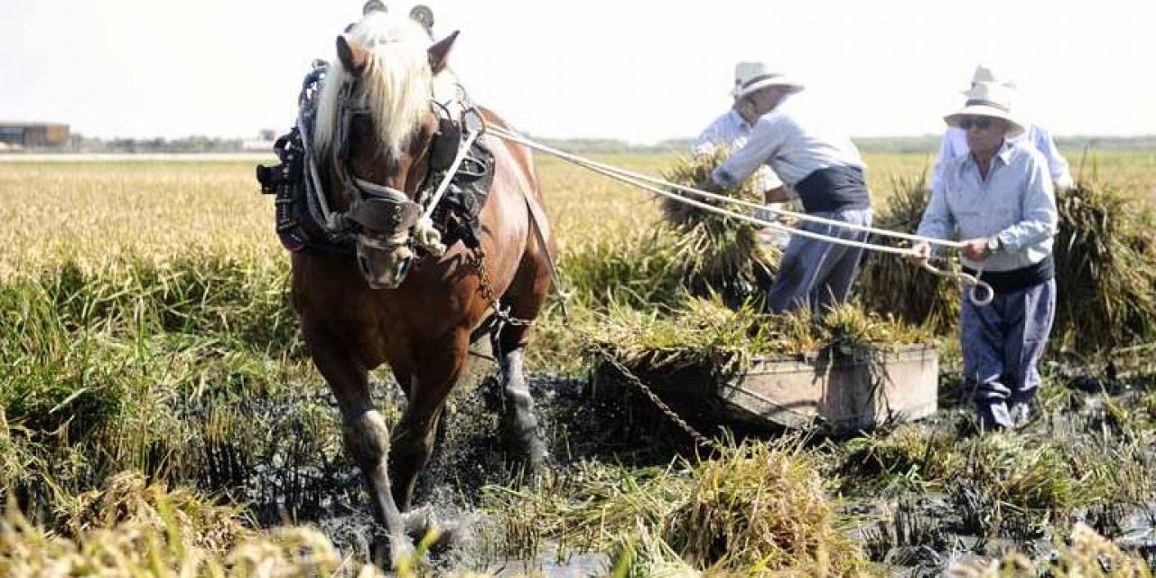  Fiesta de la Siega en el Puerto de Catarroja 