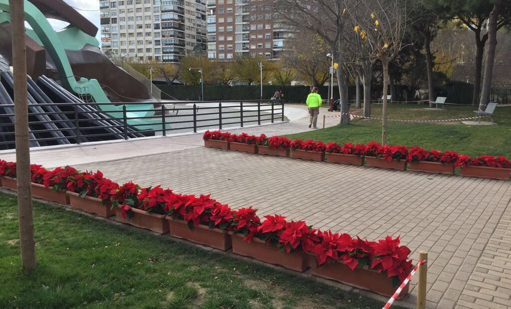  6.000 FLORES DE PASCUA REPARTIDAS POR LOS BARRIOS Y PLAZAS DE VALÈNCIA