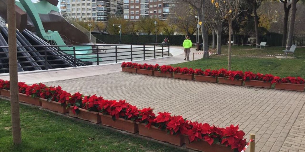  6.000 FLORES DE PASCUA REPARTIDAS POR LOS BARRIOS Y PLAZAS DE VALÈNCIA