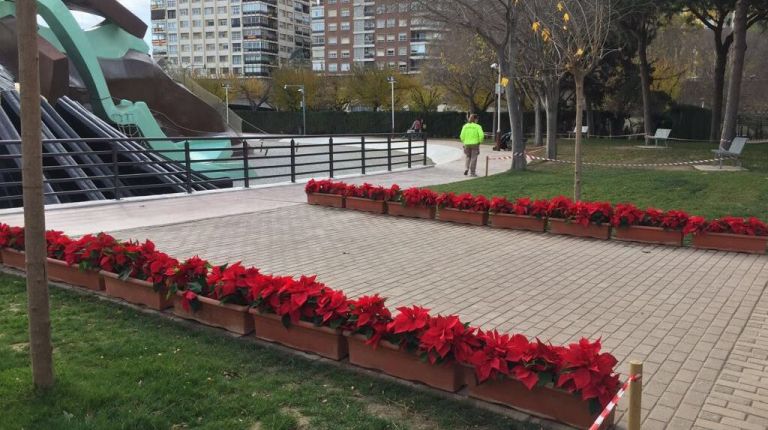 6.000 FLORES DE PASCUA REPARTIDAS POR LOS BARRIOS Y PLAZAS DE VALÈNCIA