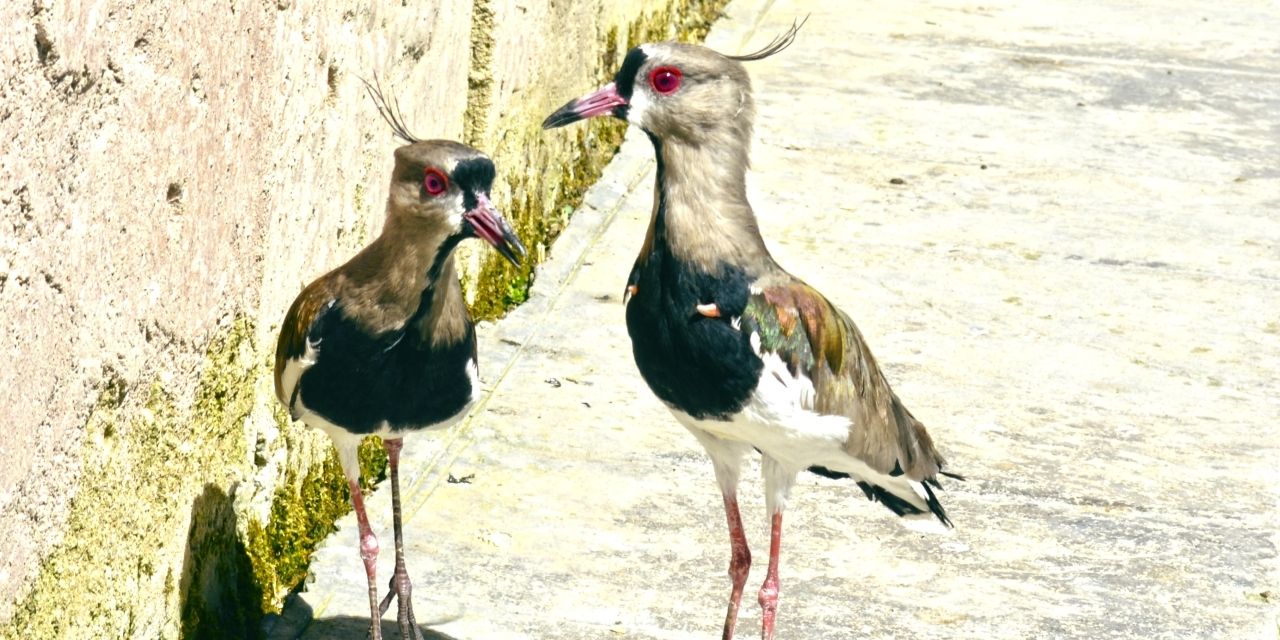  Crece la familia de aves de Terra Natura Benidorm con la llegada de dos nuevas especies americanas