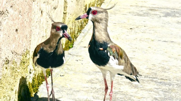 Crece la familia de aves de Terra Natura Benidorm con la llegada de dos nuevas especies americanas