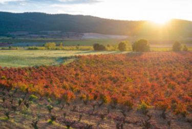 PROAVA apoya la candidatura oficial de Requena para ser la Ciudad del Vino 2026