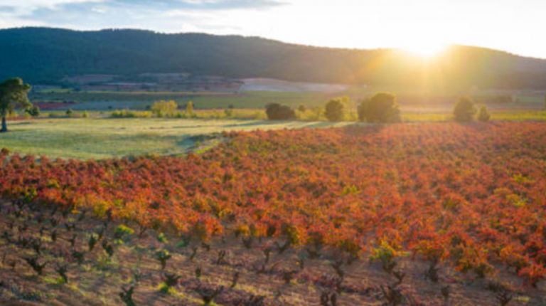 PROAVA apoya la candidatura oficial de Requena para ser la Ciudad del Vino 2026