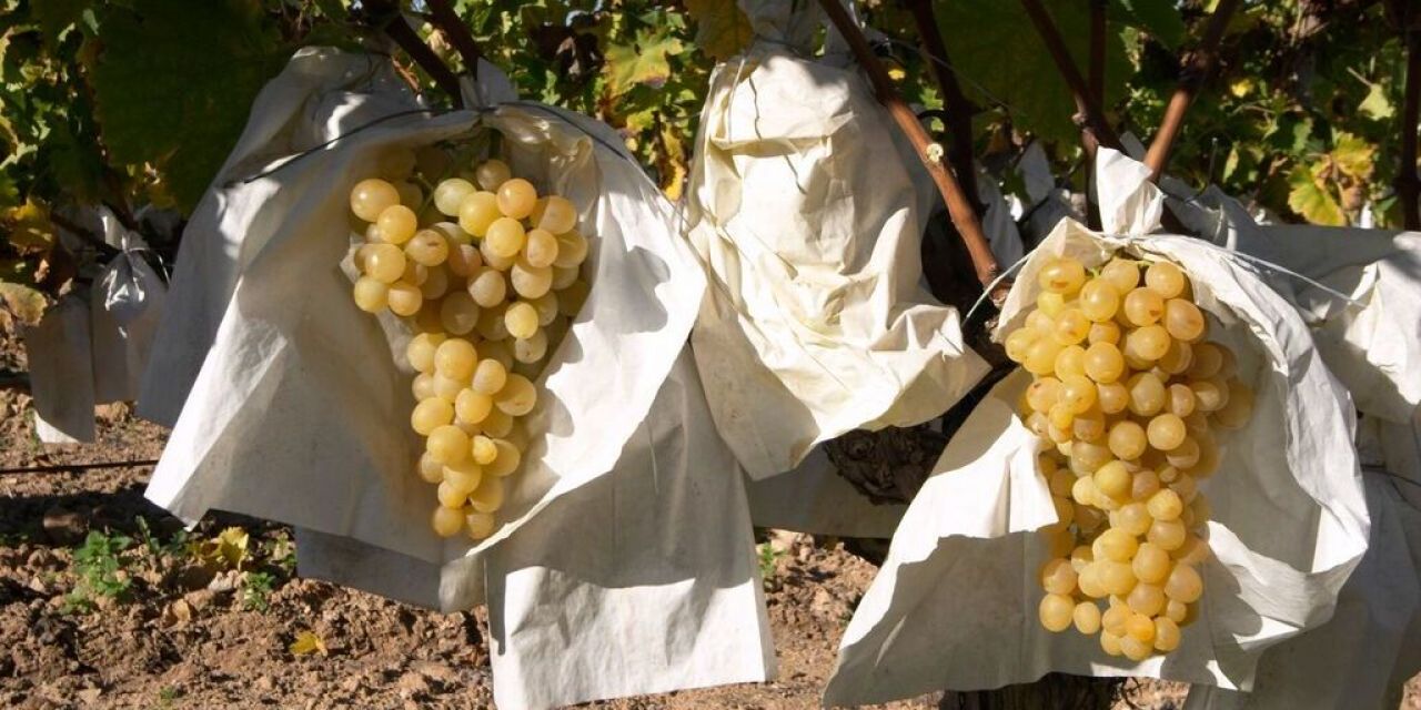  2 de cada 3 uvas que consumimos en Nochevieja proceden del Valle del Vinalopó