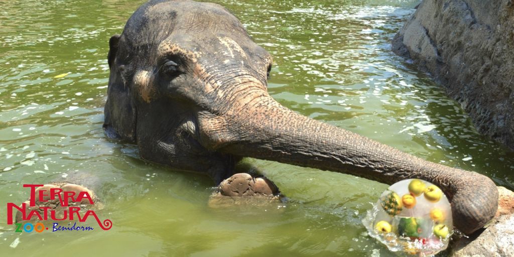  Terra Natura Benidorm activa el protocolo para que la ola de calor no afecte a los animales