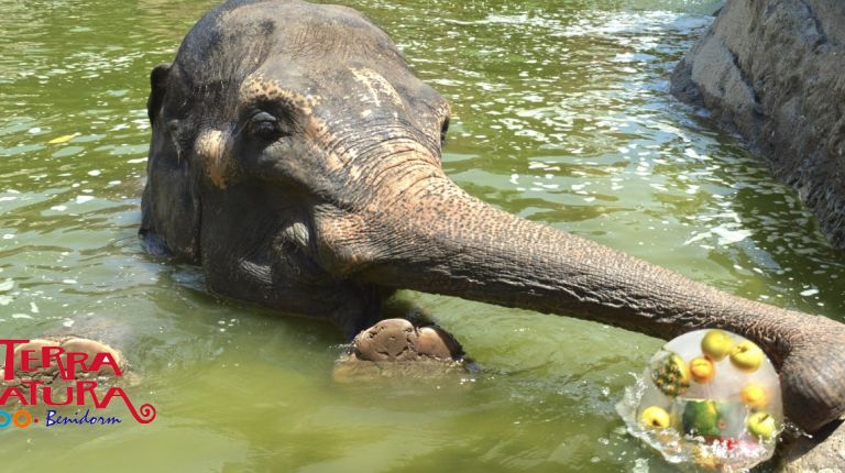 Terra Natura Benidorm activa el protocolo para que la ola de calor no afecte a los animales