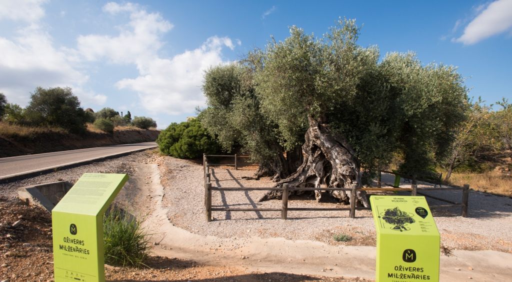  198 árboles monumentales quieren que los visitemos 