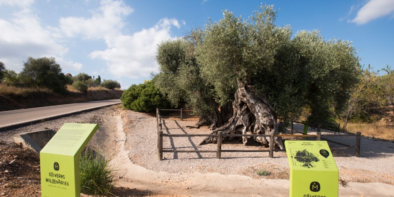  198 árboles monumentales quieren que los visitemos 