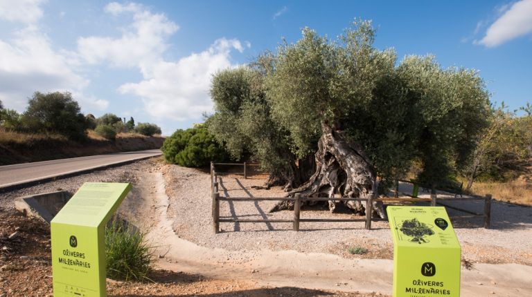 198 árboles monumentales quieren que los visitemos 