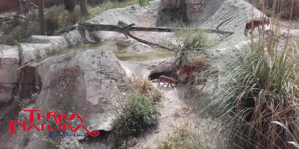  Las praderas de Terra Natura Benidorm  acogen el nacimiento de cuatro dholes