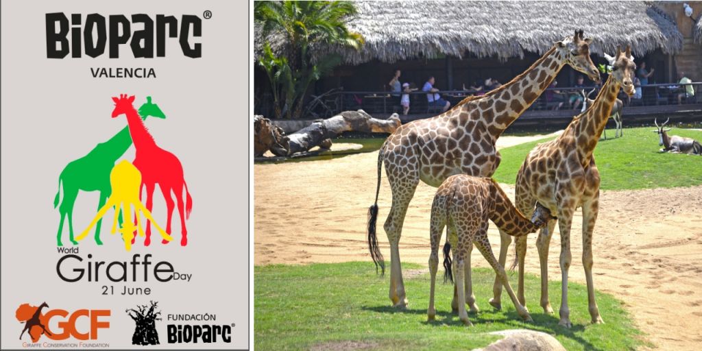  BIOPARC Valencia celebra el  Día internacional de la Jirafa 