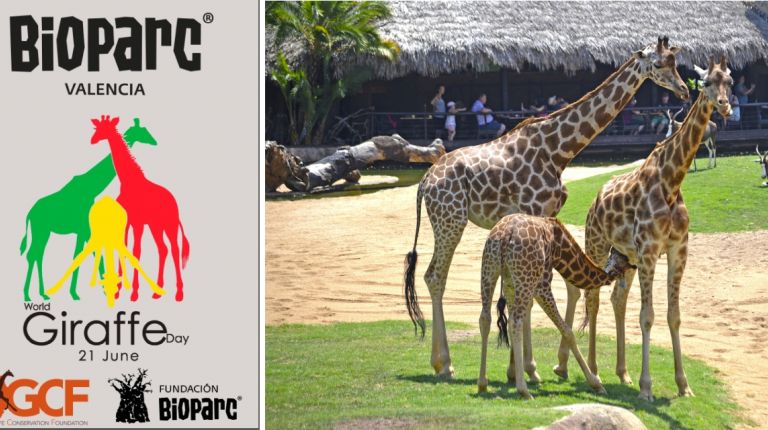 BIOPARC Valencia celebra el  Día internacional de la Jirafa 