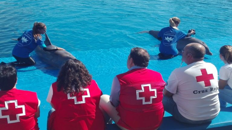 Fundación Oceanográfic y Cruz Roja preparan una campaña de divulgación por las playas sobre varamientos y medusas