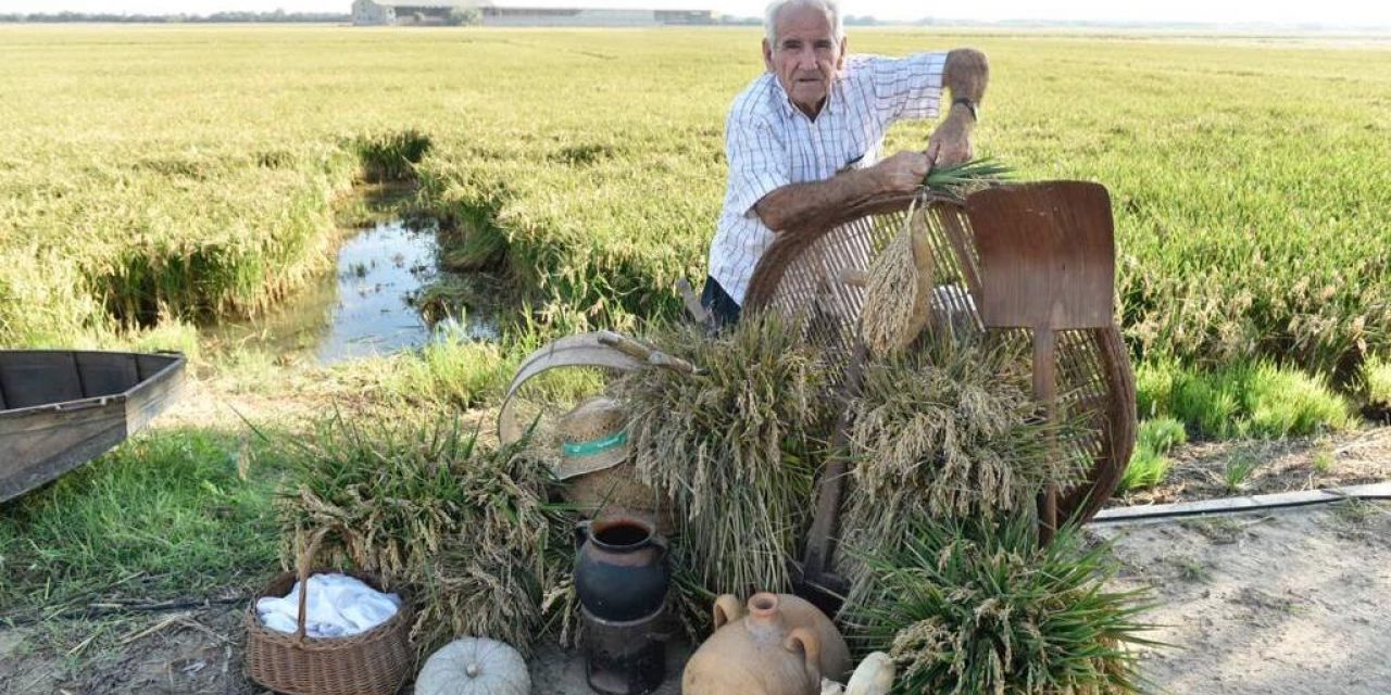  Fiesta de la Siega organizada por la D.O. Arroz de Valencia